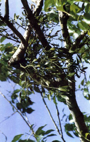 Hujisheng
